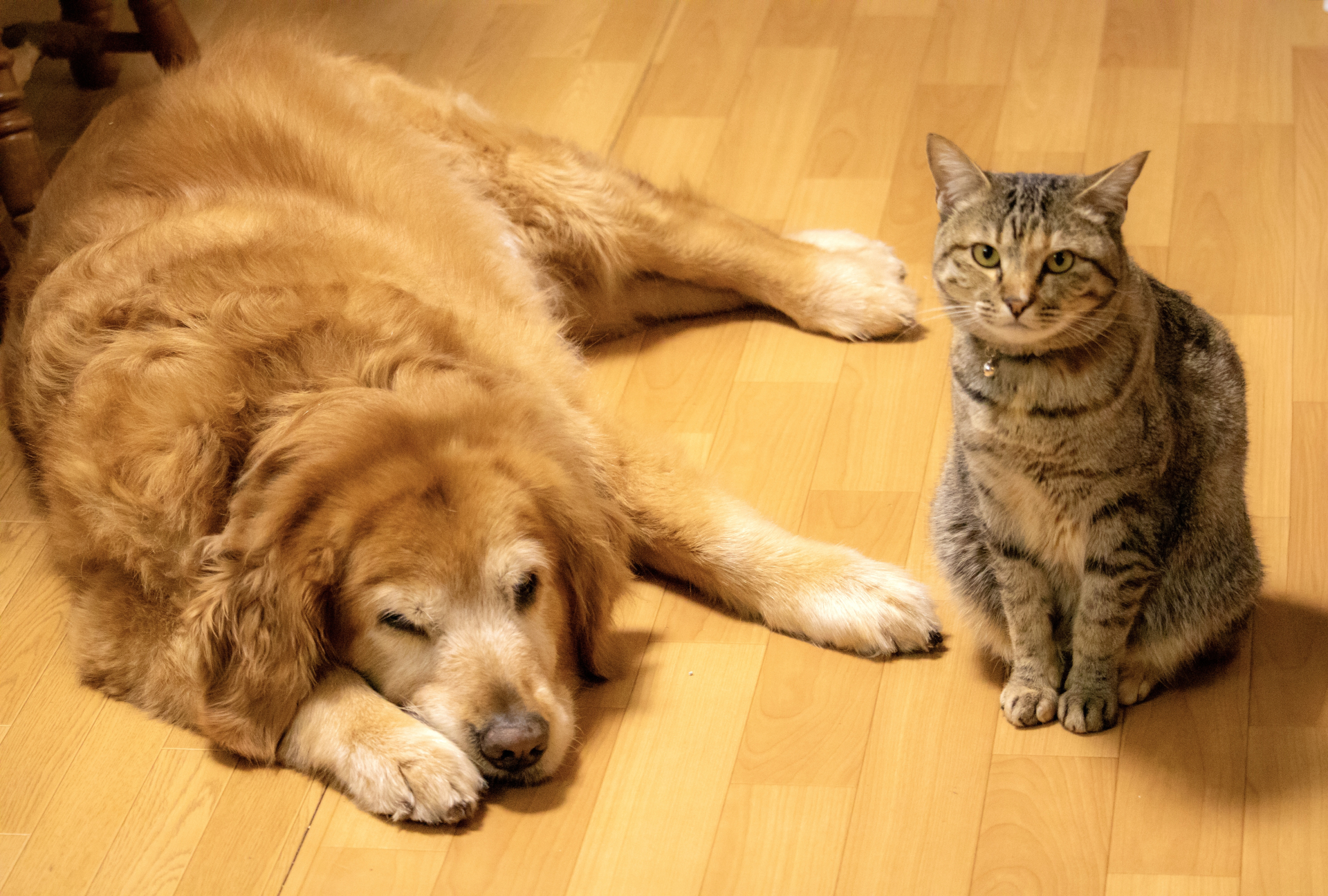 犬と猫